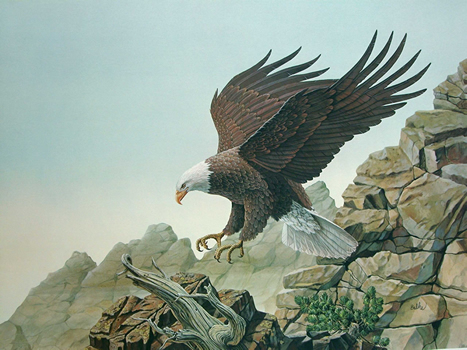 Bald Eagle Art